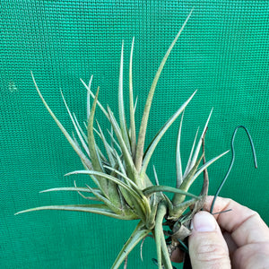 Tillandsia - zecheri var. Cafayatensis ex. IH