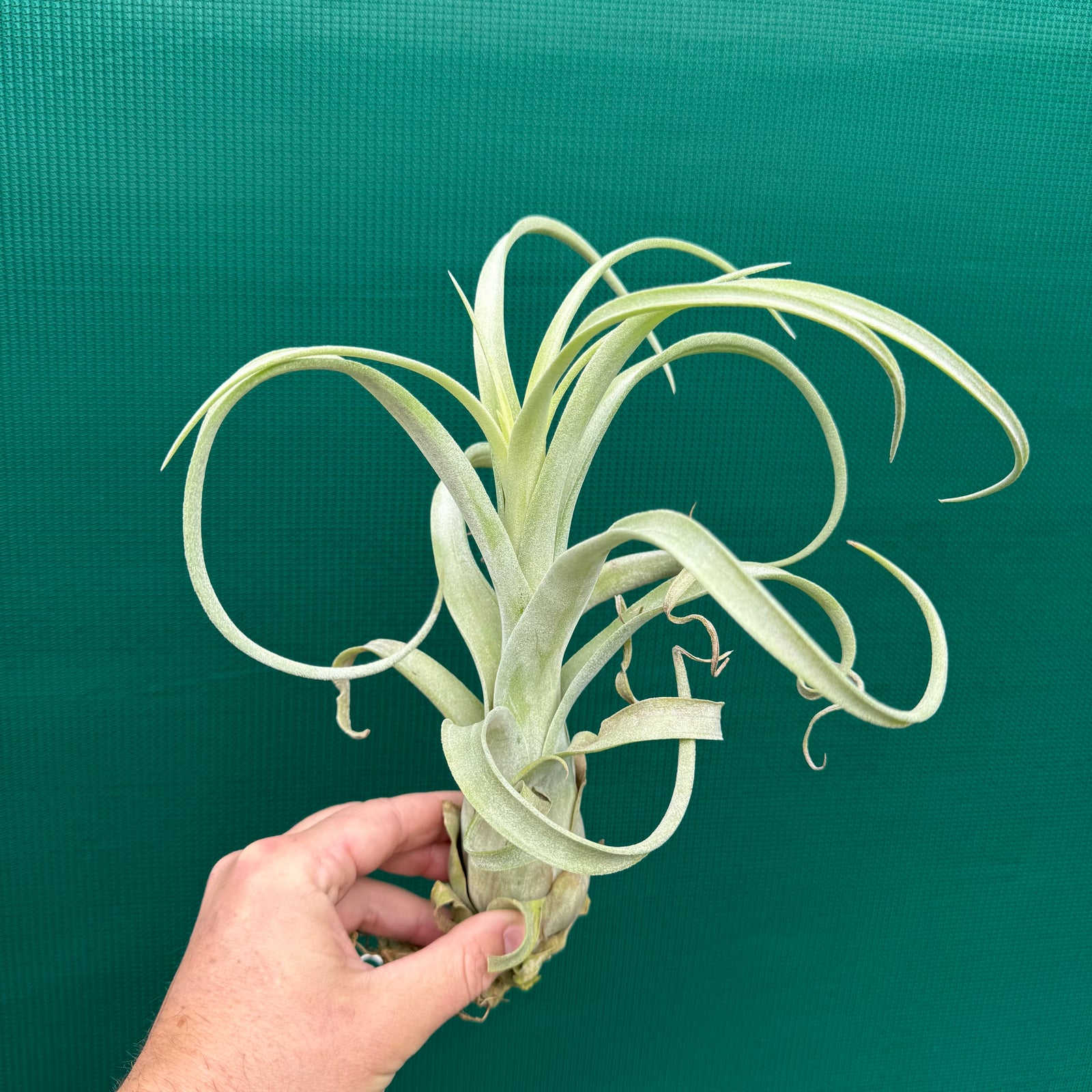 Tillandsia - Burly Slim ex. BD NEW