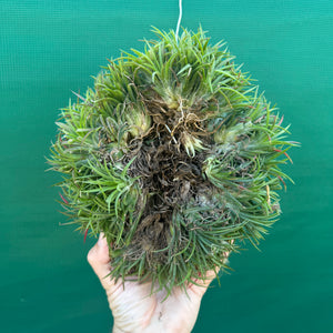 Tillandsia ionantha ‘BOE1590’ ex. PT (Mature Clump)