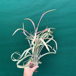 Tillandsia - Graceful ex. NR NEW