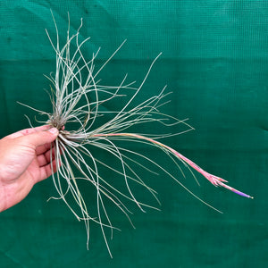 Tillandsia - setacea ex. JO