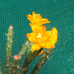 Hatiora salicornioides f. Cylindrica - R25