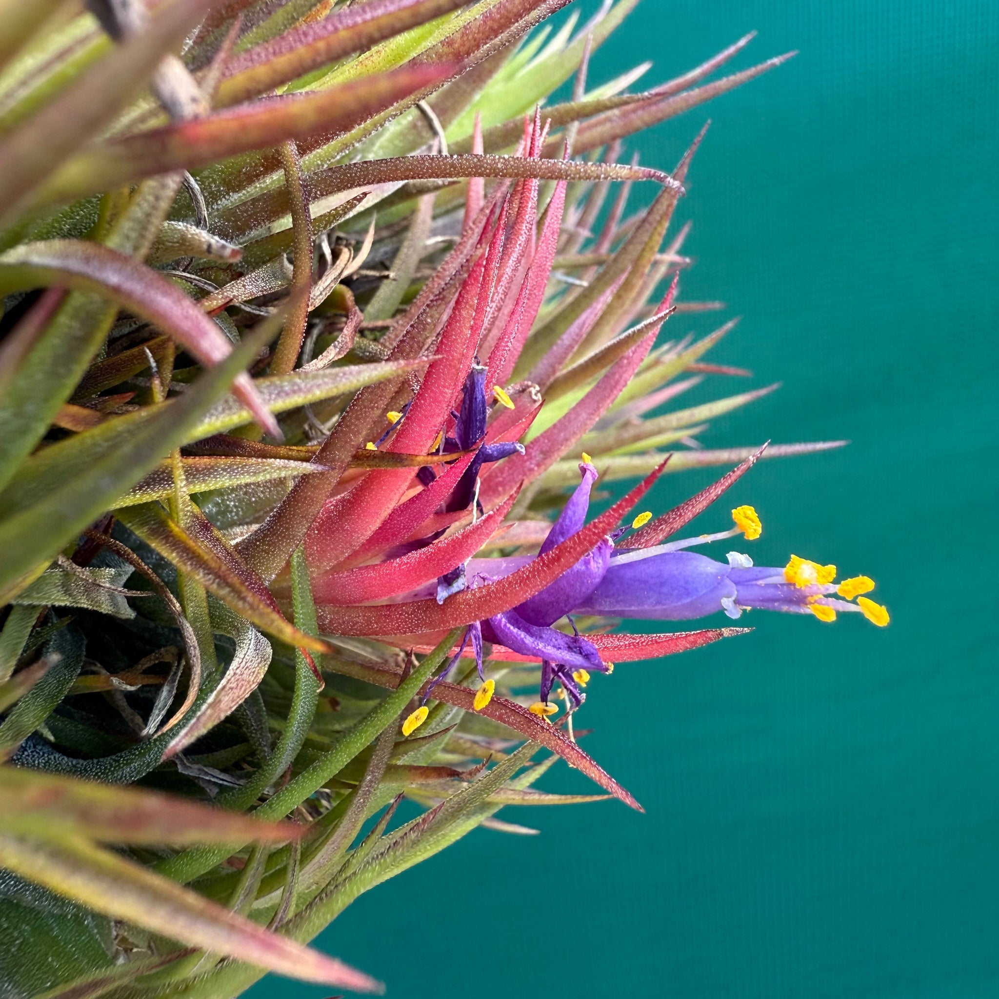 colorful air plants Tillandsia - ionantha 'BOE1590' ex. BD
