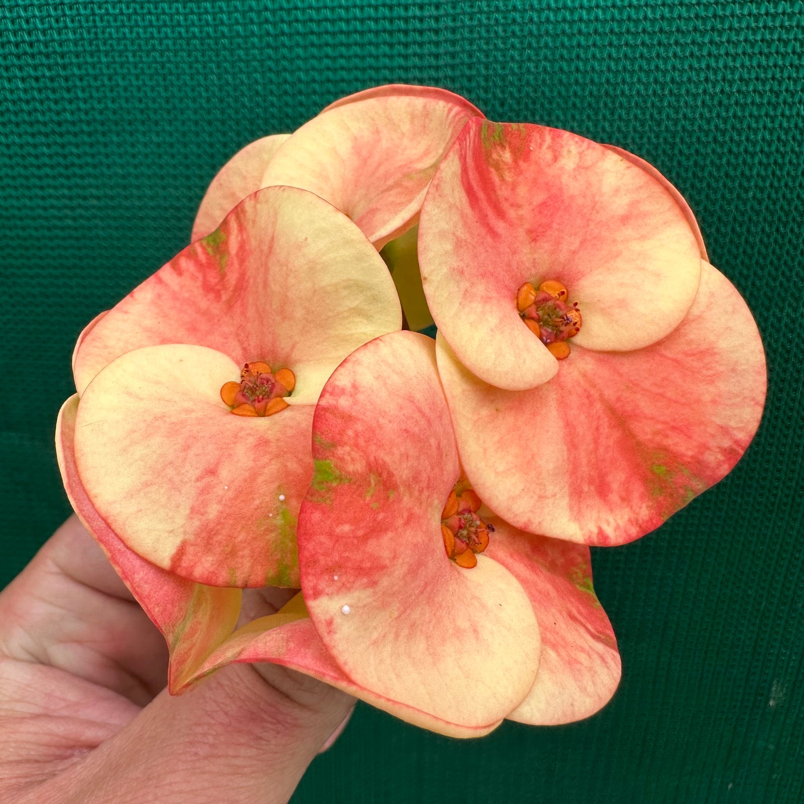 Poysean - Euphorbia milii Salmon Yellow