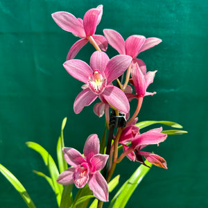 Orchid - Cymbidium ‘Paddy Green’