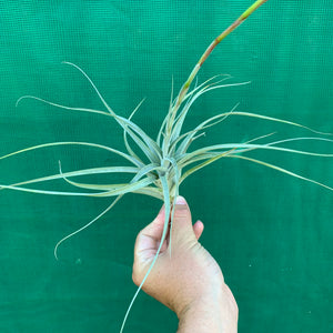 Tillandsia - albida x utriculata ex. PT