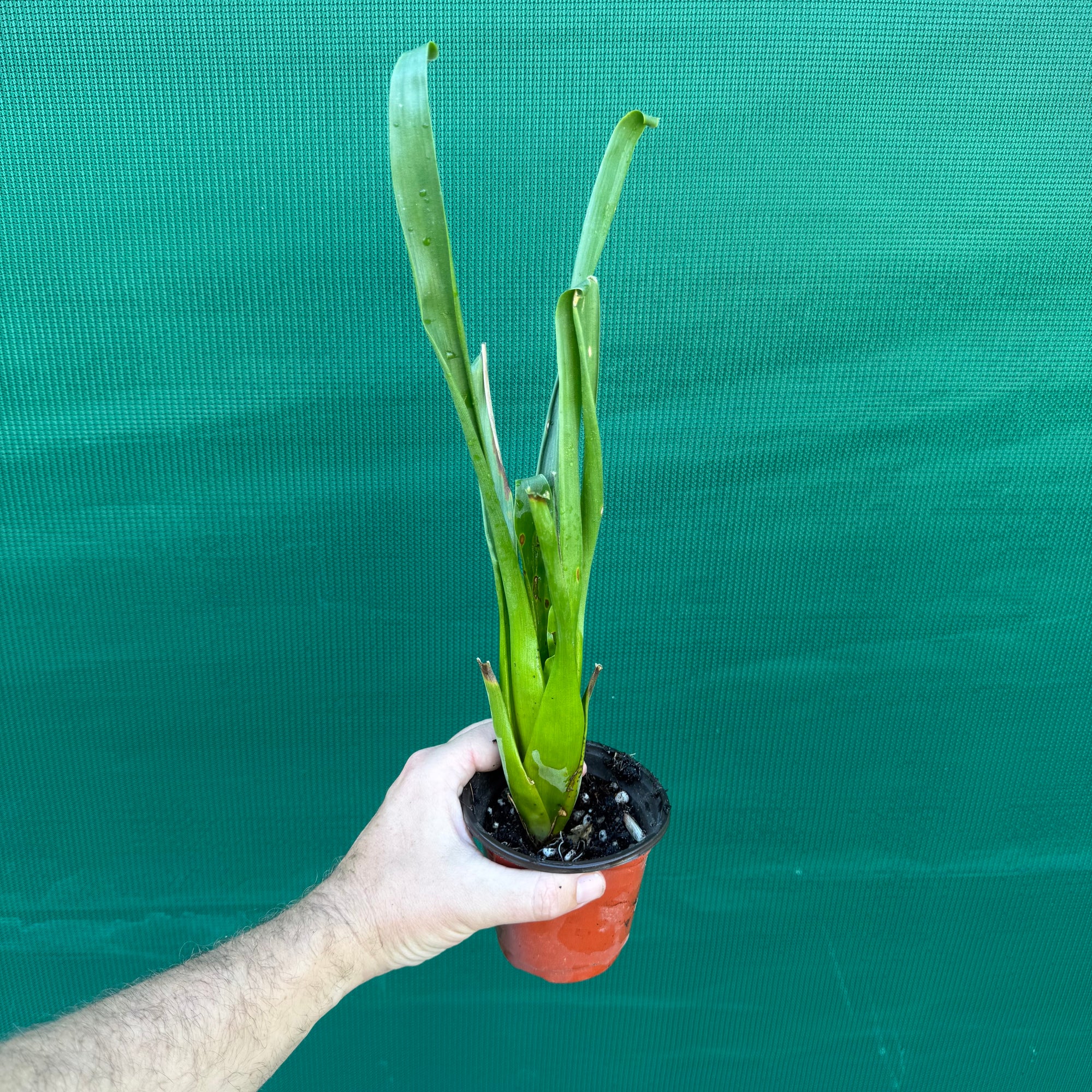 Tillandsia / Racinea dyeriana NEW