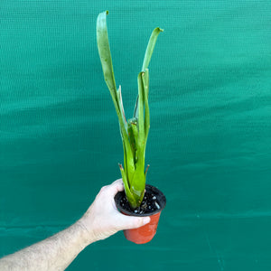 Tillandsia / Racinea dyeriana NEW