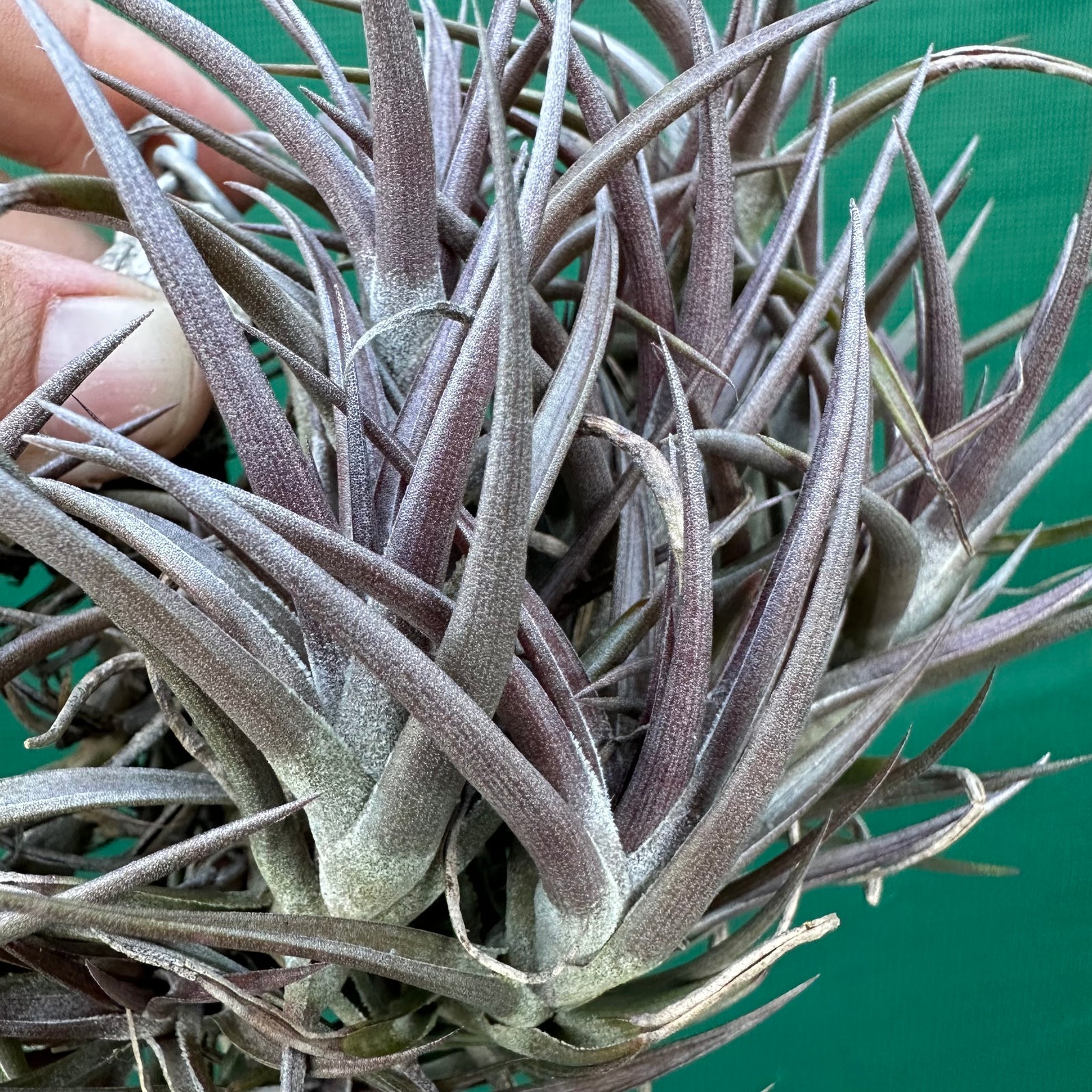 Tillandsia - jonesii ex. BD