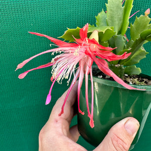 Zygocactus Fantasia NEW