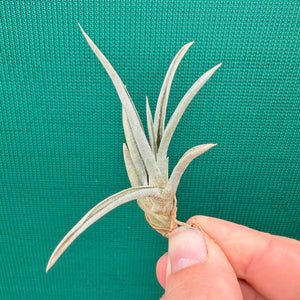 Tillandsia - esseriana ‘Grey Green’ ex. PT NEW