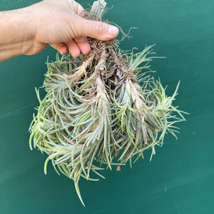 Tillandsia neglecta (Mature Clump)