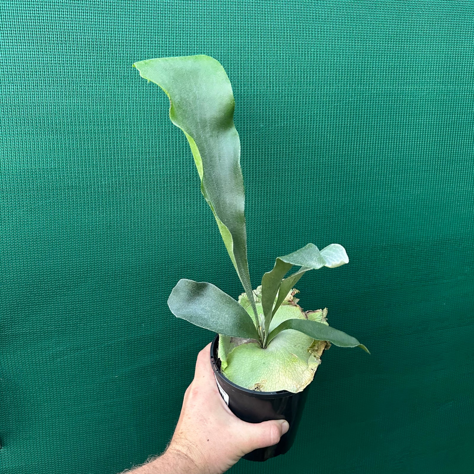 Platycerium - Netherlands ‘Elkhorn Fern’