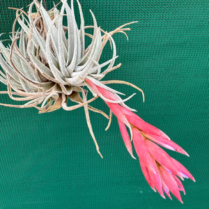Tillandsia - Pink Patches