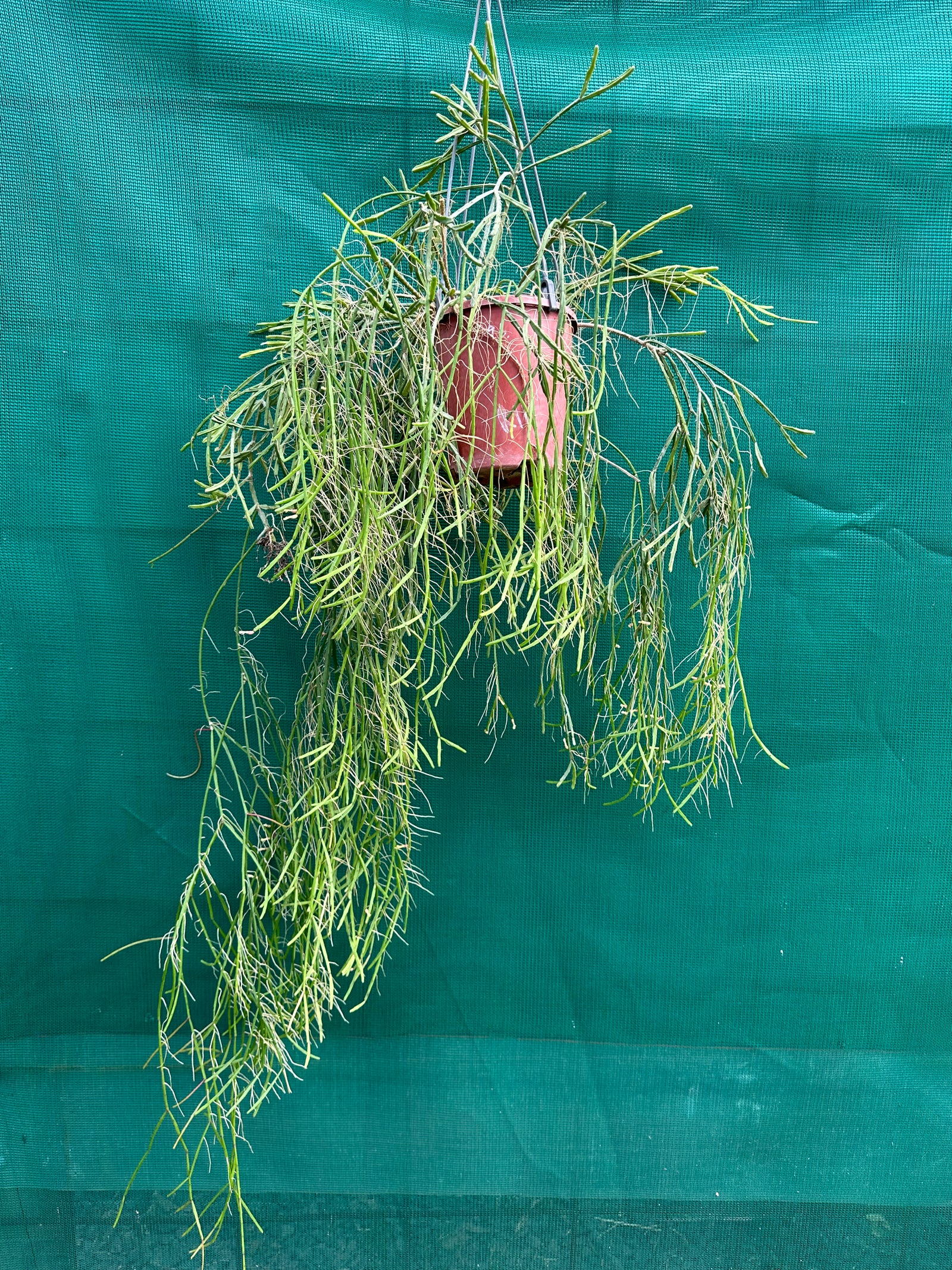 Rhipsalis ewaldiana - R7