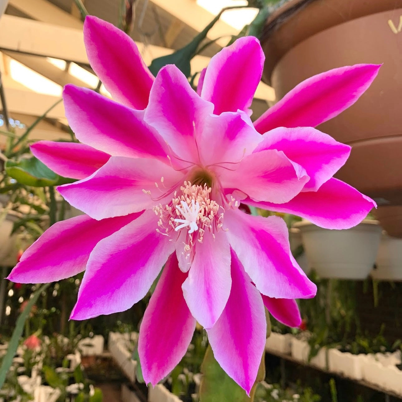 Epi. Hybrid Vivid One EH47