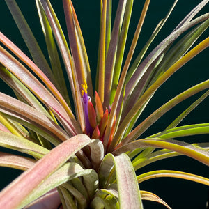 Tillandsia - ionantha x makoyana (Nat. Hybrid) ex. PT NEW