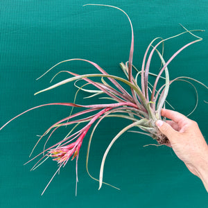 Tillandsia - corella ex. GK
