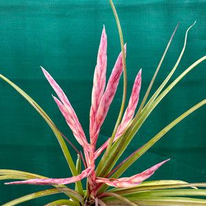 Tillandsia - trieta x streptophylla ex. BG
