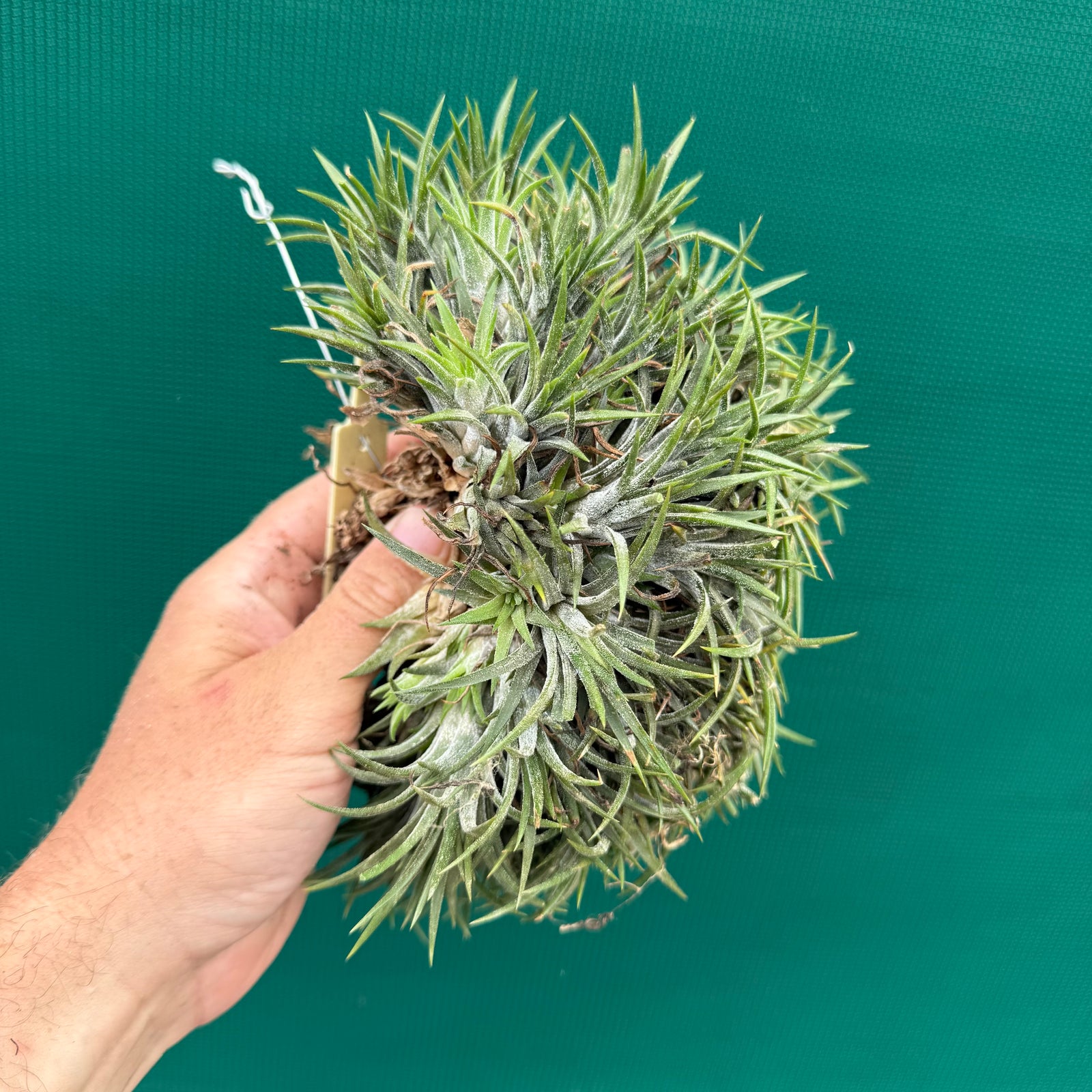 Tillandsia ionantha ‘Tall Orange’ (Mature Clump) NEW