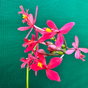 Epidendrum radicans ‘Red’