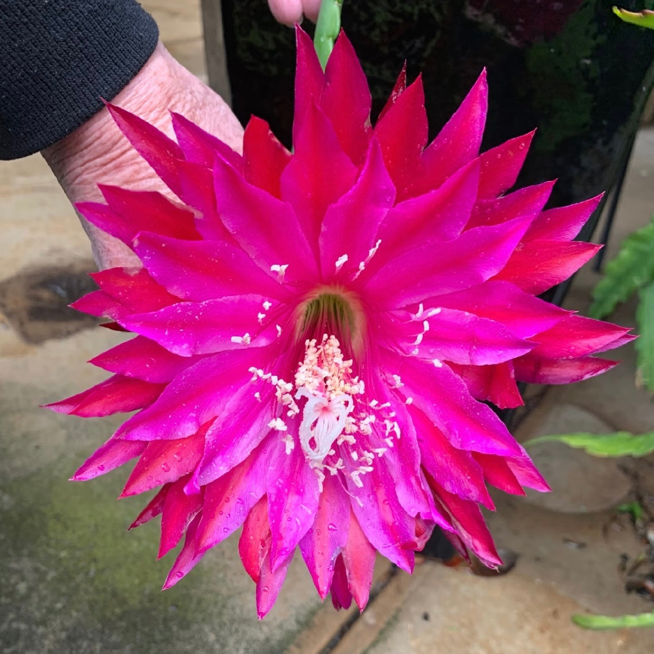 Epi. Hybrid Kiwi Crusader EH87