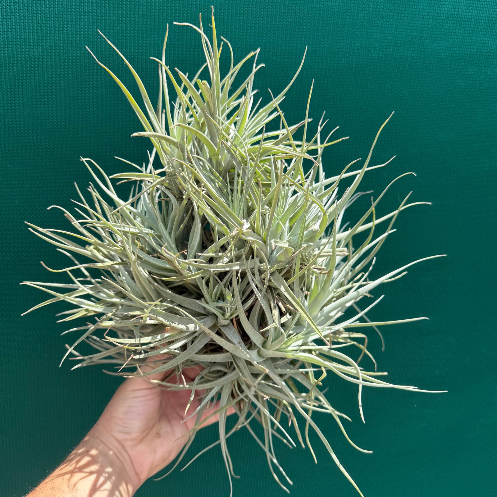 Tillandsia Leon (Mature Clump)