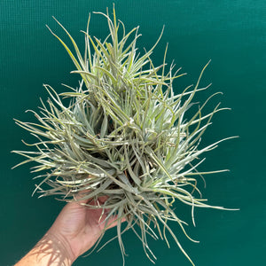Tillandsia Leon (Mature Clump)