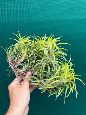 mature air plants Tillandsia neglecta (Mature Clump)