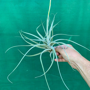 Tillandsia - albida x utriculata ex. PT