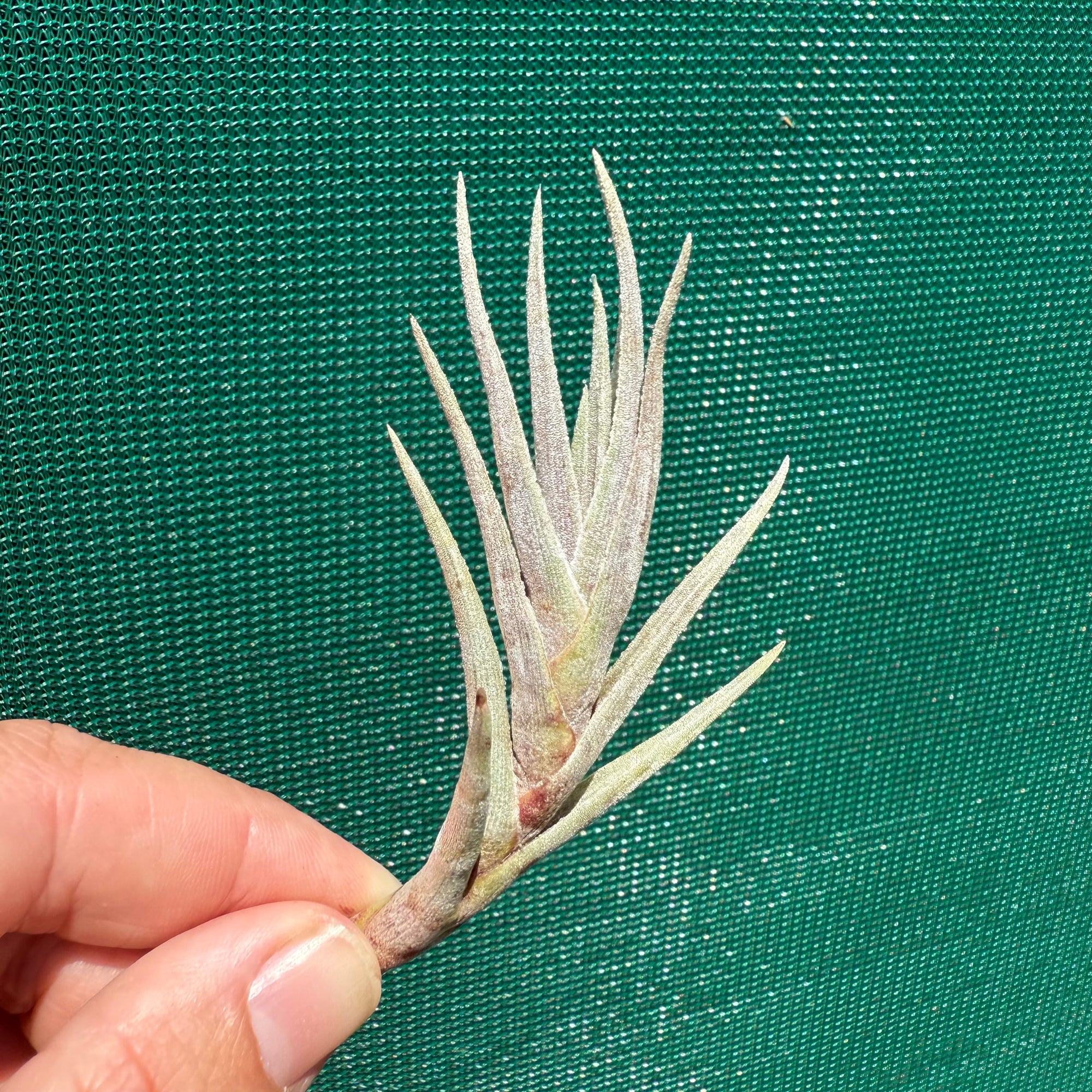Tillandsia - Margarite ex. PT NEW