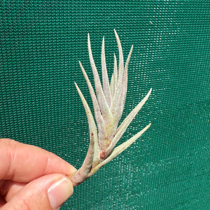 Tillandsia - Margarite ex. PT NEW