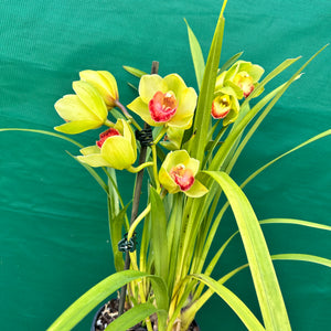 Orchid - Cymbidium ‘Kimberley Splash Teepee’ NEW