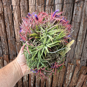 Tillandsia ionantha ‘BOE750’ (Mature Clump) NEW