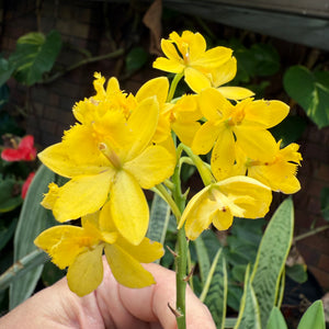 Epidendrum ‘Topaz Butterball’