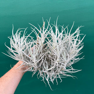 Tillandsia paleacea (Mature Clump) NEW
