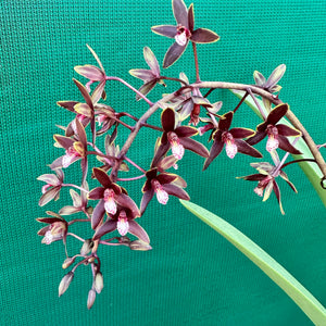 Orchid - Cymbidium canaliculatum f. sparkesii NEW