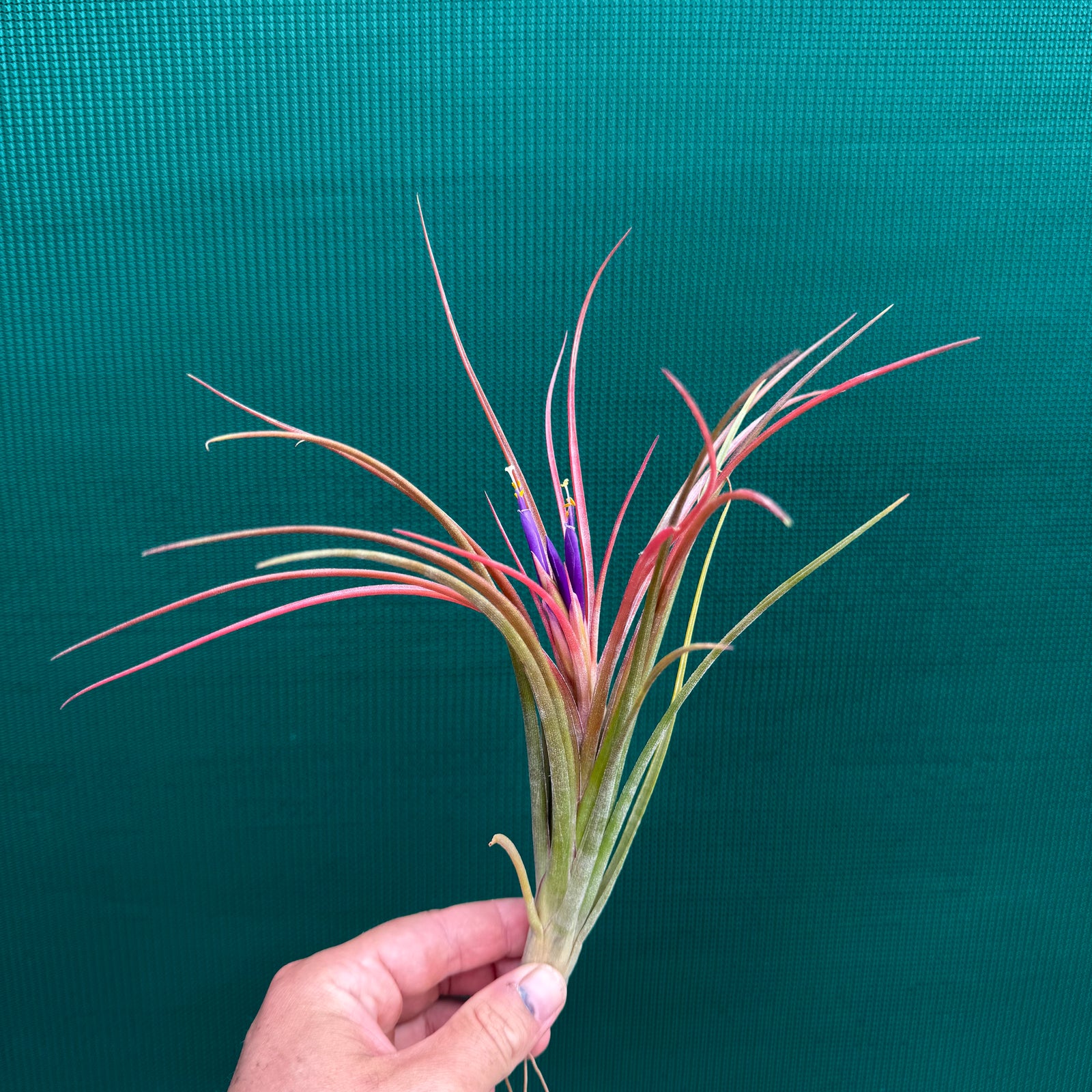 Tillandsia - ionantha Hybrid ex. PT NEW