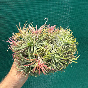 Tillandsia ionantha ‘BRT Peach’ (Mature Clump) NEW