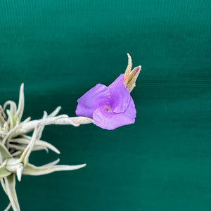 Tillandsia - paleacea ssp. apuramacensis ex. KK NEW