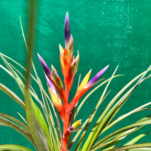 Tillandsia - chlorophylla ‘Small Form’ ex. PT