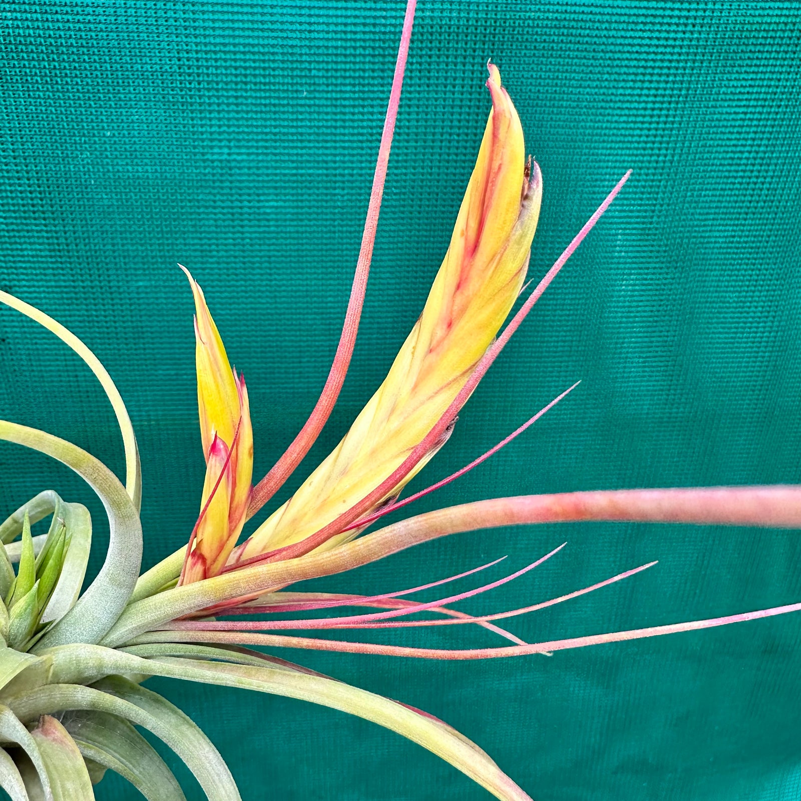 Tillandsia - concolor