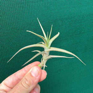 Tillandsia - bergeri ‘Large Form’ ex. CC NEW
