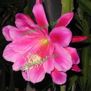 Epi. Hybrid Santa Barbara EH54