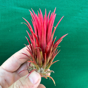 Tillandsia - ionantha 'Two Tone' ex. RFI