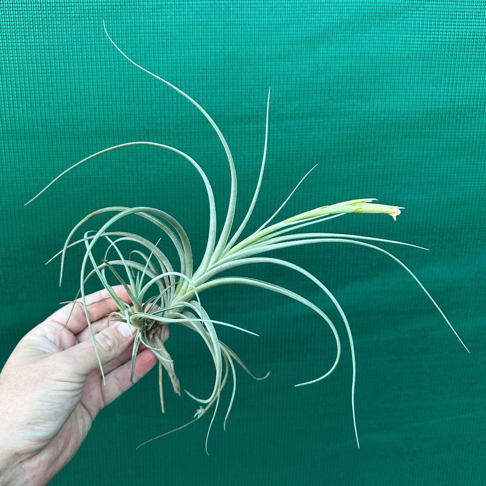Tillandsia - Robinson’s Delight ex. GN