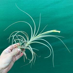Tillandsia - Robinson’s Delight ex. GN NEW