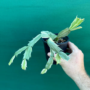 Zygocactus Variegated NEW