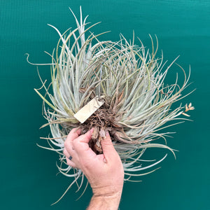 Tillandsia toropiensis ‘Typus’ (Mature Clump)