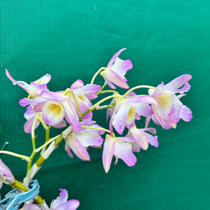 Orchid - Dendrobium ‘Mauve & Yellow Center’ NEW